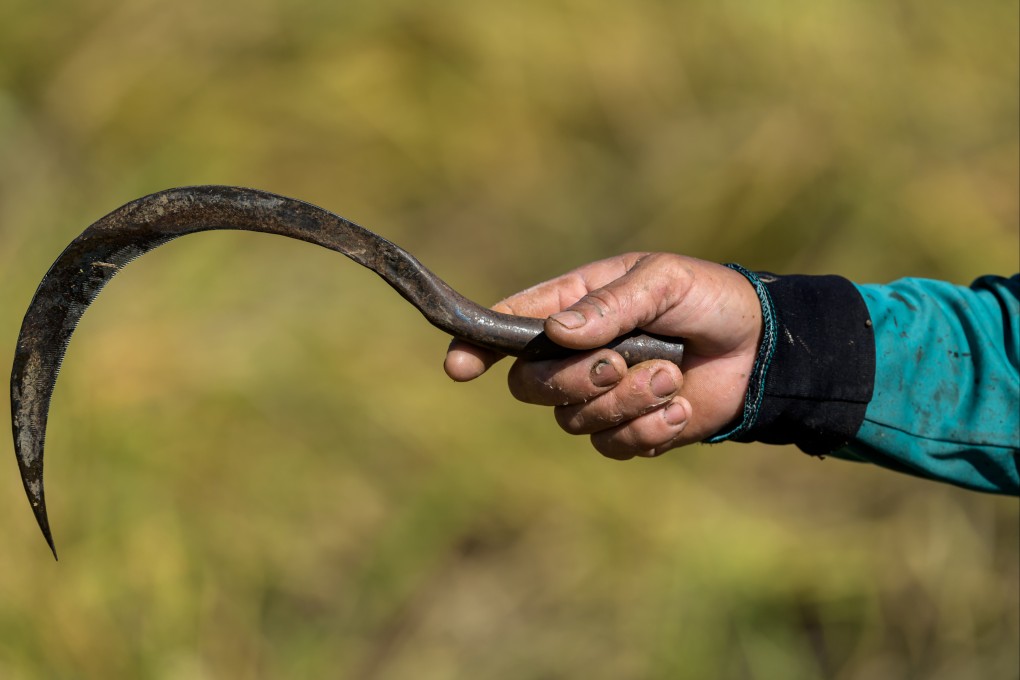A typical rice sickle. A Thai man allegedly used one to attack two foreigners in Thailand, leaving one dead, wounding the other. File photo: Shutterstock