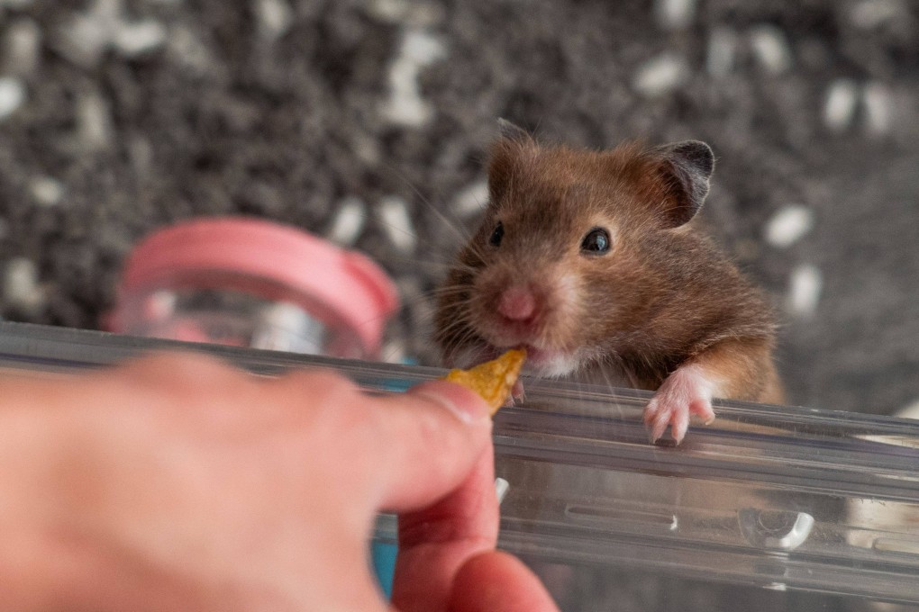 A two-year-old hamster named Ring is fed by its owner on January 19. Photo: AFP