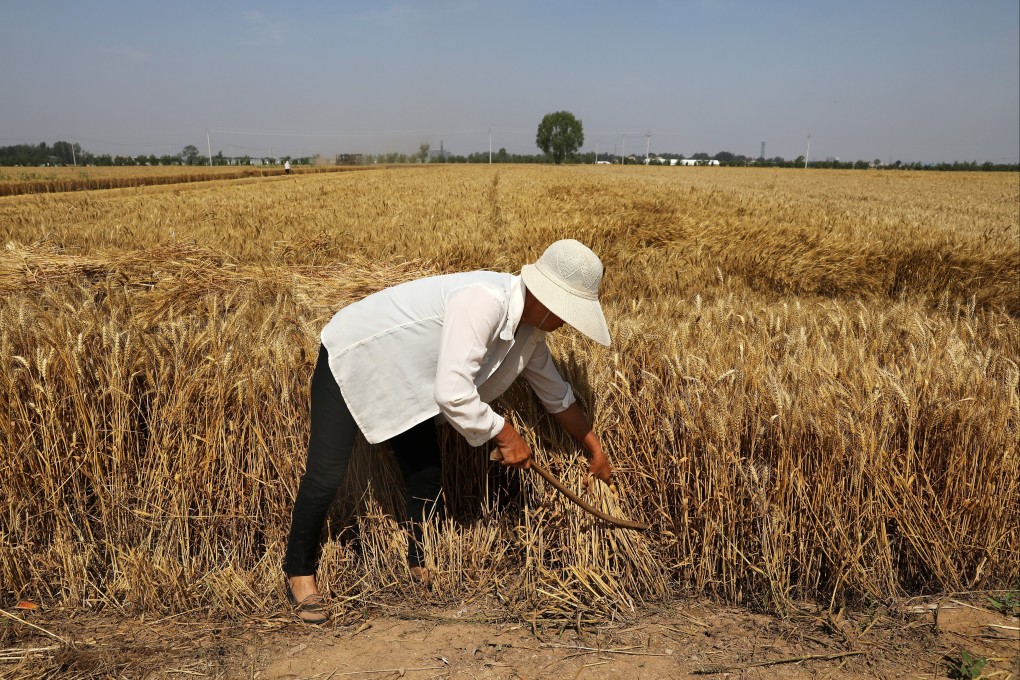 China has launched a raft of measures aimed at overhauling the country’s seed industry. Photo: Reuters