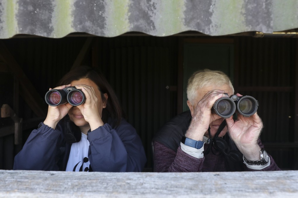 Nicole Wong and Dan Bradshaw of WWF-Hong Kong look out over Deep Bay from a birdwatching hide at the  Mai Po nature reserve in the city’s New Territories. WWF-Hong Kong is celebrating its 40th anniversary. Photo: SCMP/Xiaomei Chen