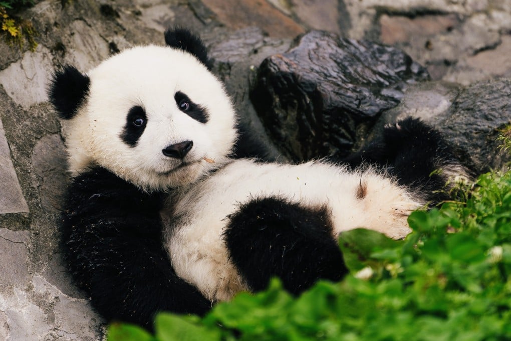 Despite eating an entirely plant-based diet, giant pandas are known for being a bit pudgy. Photo: Xinhua