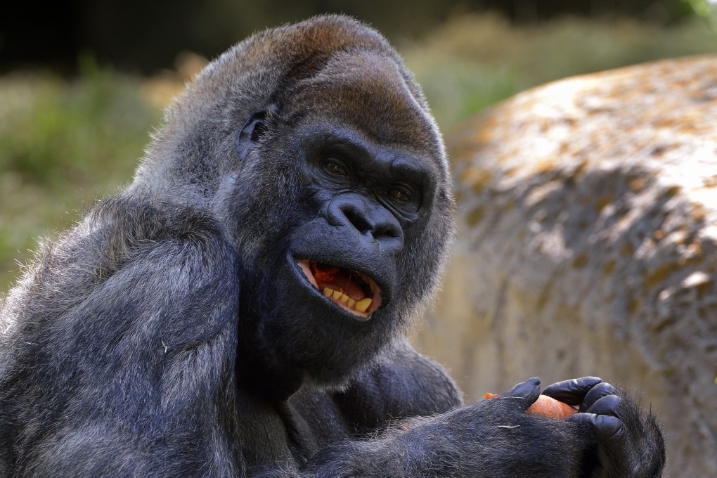 Ozzie, the world’s oldest known male gorilla in captivity, has died. Photo: EPA