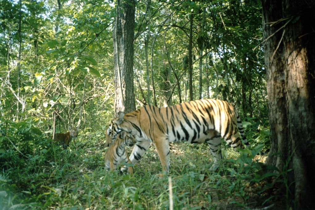 Why not take a tiger-themed trip this year? A tigress moves her cubs in the Thung Yai-Huai Kha Khaeng Wildlife Sanctuary in Thailand. Photo: Wildlife Conservation Society