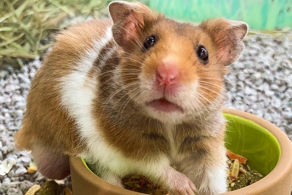 The study determined that there were two separate hamster-to-human transmissions involving the Delta variant. Photo: Facebook