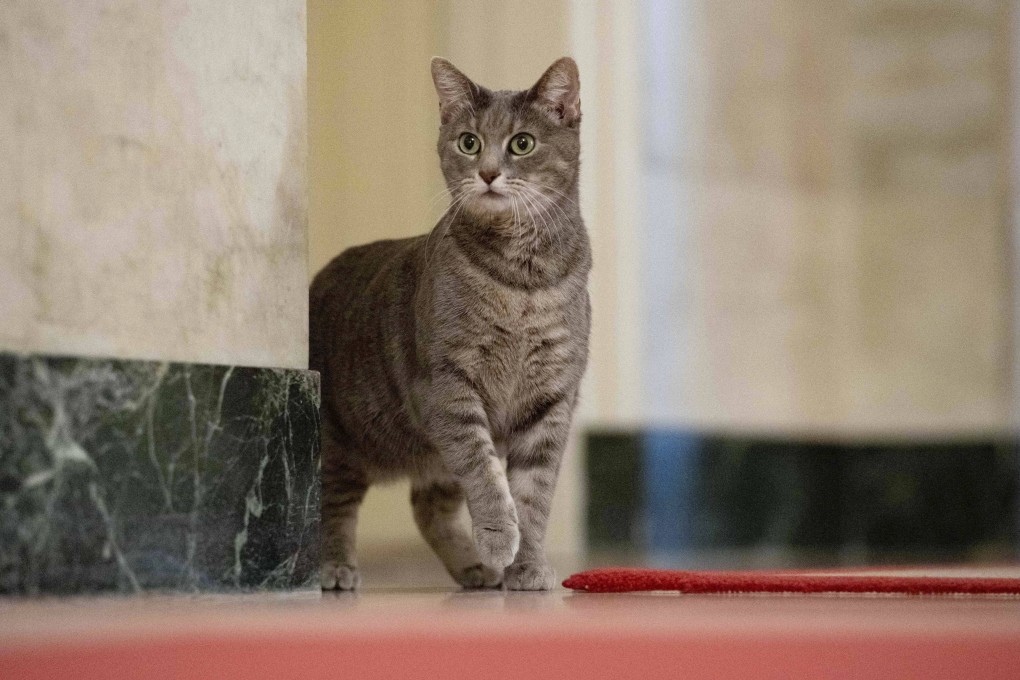 Willow, the Biden family’s new pet cat, wanders around the White House on Thursday. Photo: White House via AP
