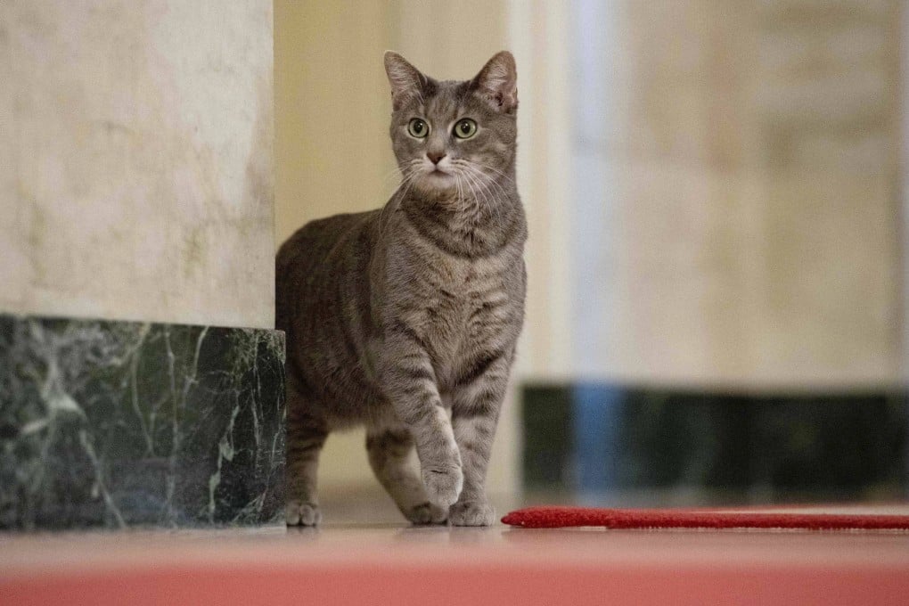 Willow, the Biden family’s new pet cat, wanders around the White House on Thursday. Photo: White House via AP