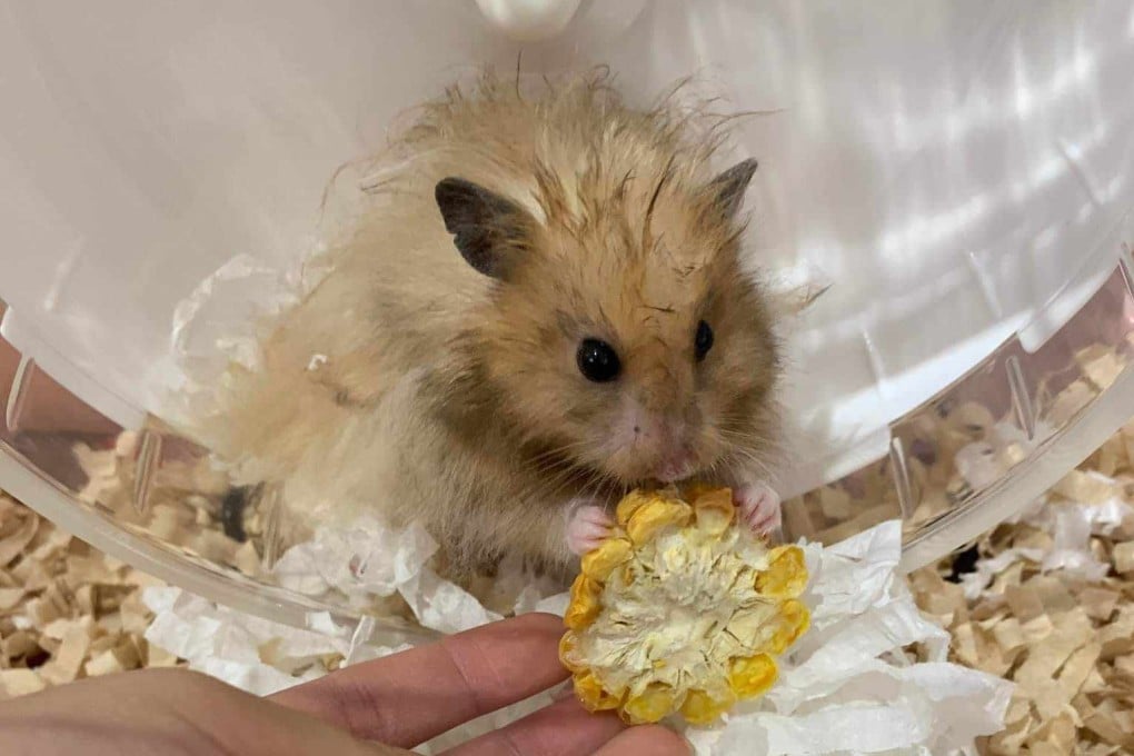 A hamster was found abandoned next to a bush outside Tuen Mun Fire Station. Photo: Save Hamster Concern Group