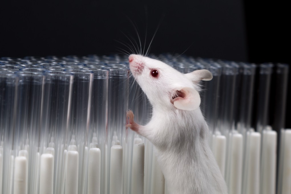 Omicron mutations resemble those found in mice. Photo: Shutterstock