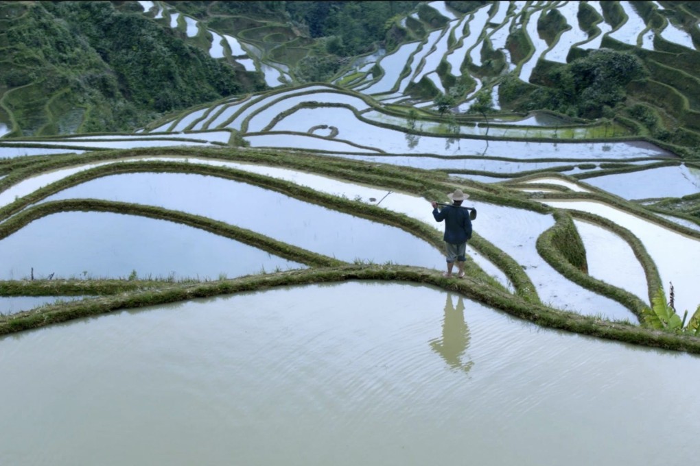 Terraced rice paddies in Yunnan from BBC Earth series Through the Seasons: China. Photo: BBC Studios