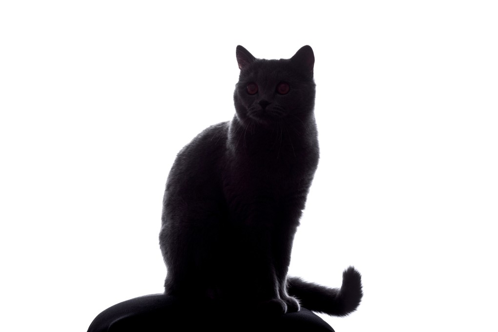 Authorities say owners should not dump their pets. Photo: Shutterstock