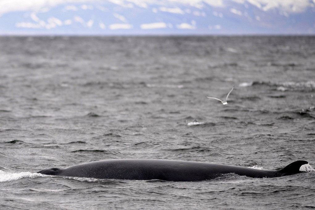 A Minke whale swims near a whale-watching boat off Reykjavik, Iceland, one of the last three countries in the world to still practice whaling. Photo: AFP