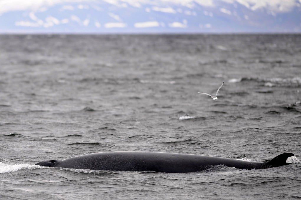 A Minke whale swims near a whale-watching boat off Reykjavik, Iceland, one of the last three countries in the world to still practice whaling. Photo: AFP