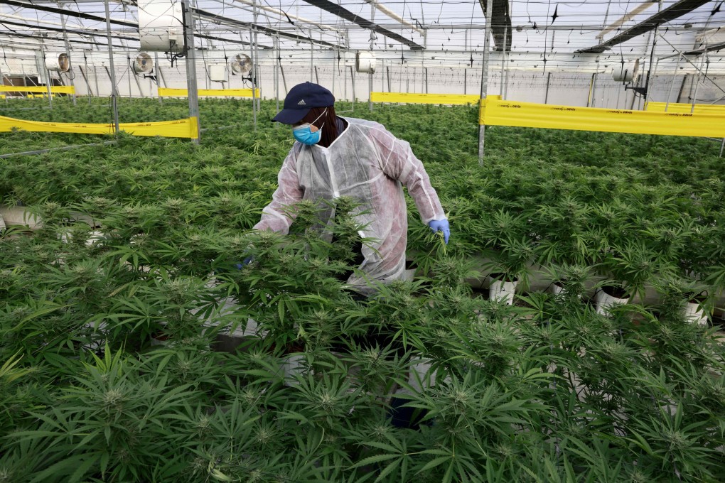A worker checks plants in the greenhouse of an Israeli company that makes medical cannabis products. Photo: AFP