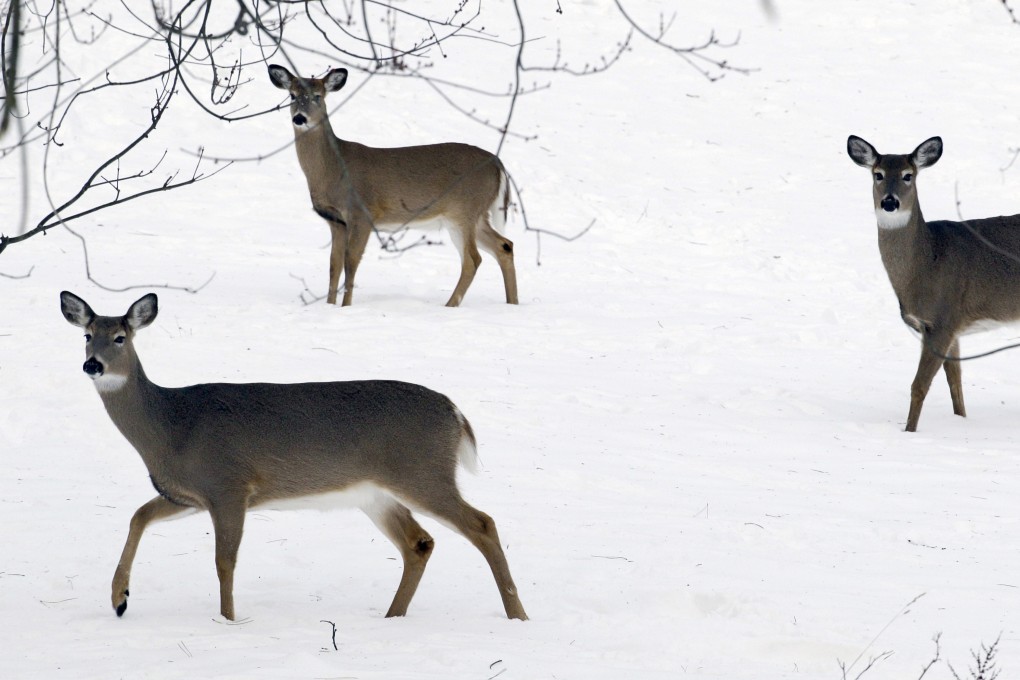 Deer forage through a blanket of snow in Lancaster, New York. The highly infectious Omicron variant has been found in the white-tailed deer population on New York’s Staten Island. Photo: AP