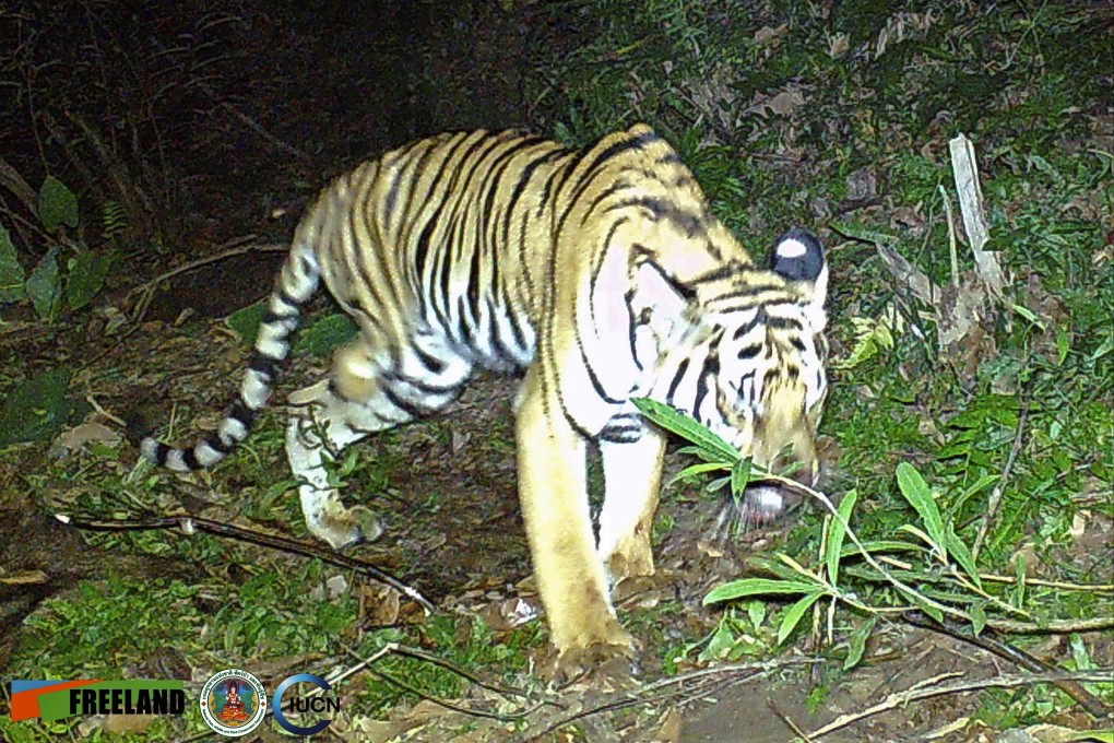 The tiger was spotted in Khao Laem National Park in Kanchanaburi, western Thailand. Photo: AP