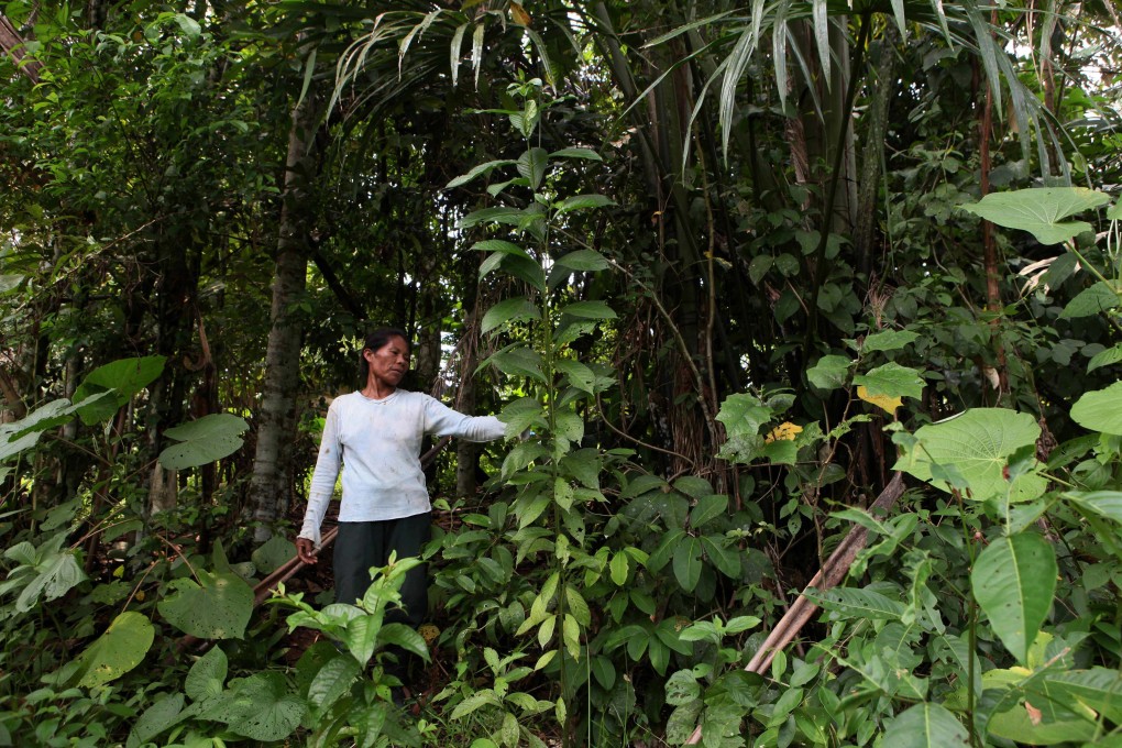A tribeswoman collects medicinal leaves in the Amazon jungle in Colombia, where Ollie Haas would go once leisure travel out of the city is possible again. He’s one of five Hong Kong residents who tell Post Magazine what’s top of their bucket list. Photo: AFP
