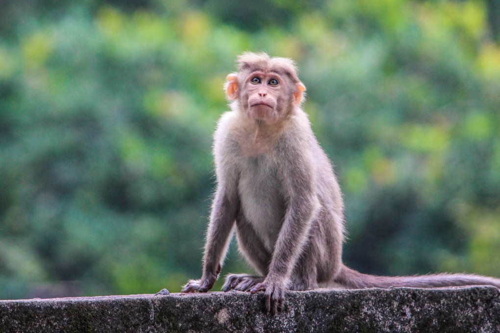 A Chinese study of monkeys sheds light on the fundamental working mechanism of a non-human primate brain, according to the researchers. Photo: Shutterstock