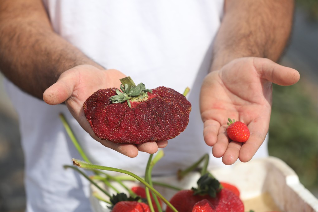 Israeli farmer Chahi Ariel compares his mega strawberry with a regular one near the city of Netanya, Israel on Thursday. Photo: EPA-EFE