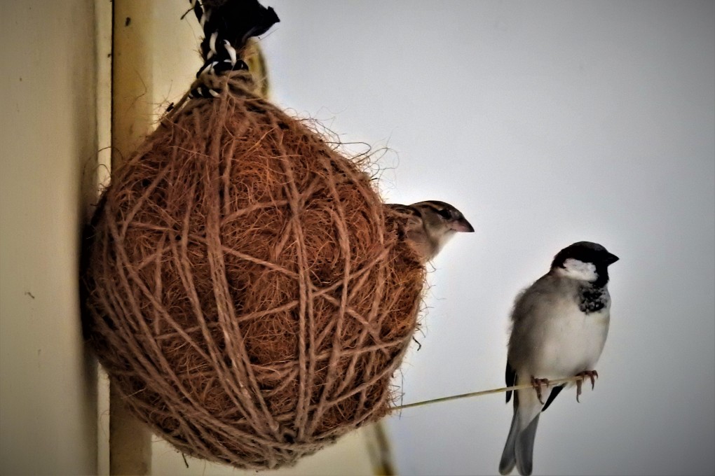 A bird nest made by Rakesh Khatri. Photo: Handout