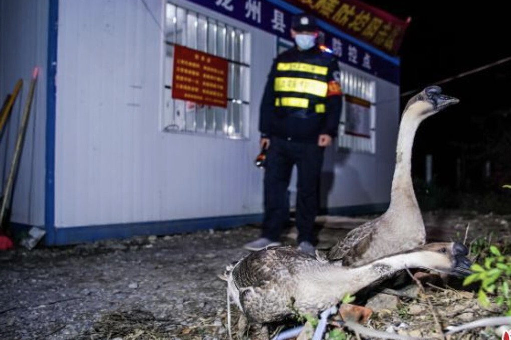 Thinking outside of the box, a southern Chinese border city has started using geese to patrol its boundary. Photo: News.sina