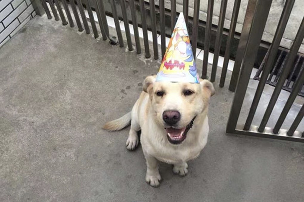 Shanghai’s celebrity police dog Shengmi retires after 10 years of service. Photo: The Paper