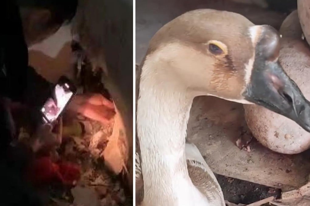 Quirky China: rats chew up cash and hide it in their nest, weeping goose spared from cull and man with two ‘wives’ punished. Photo: SCMP artwork