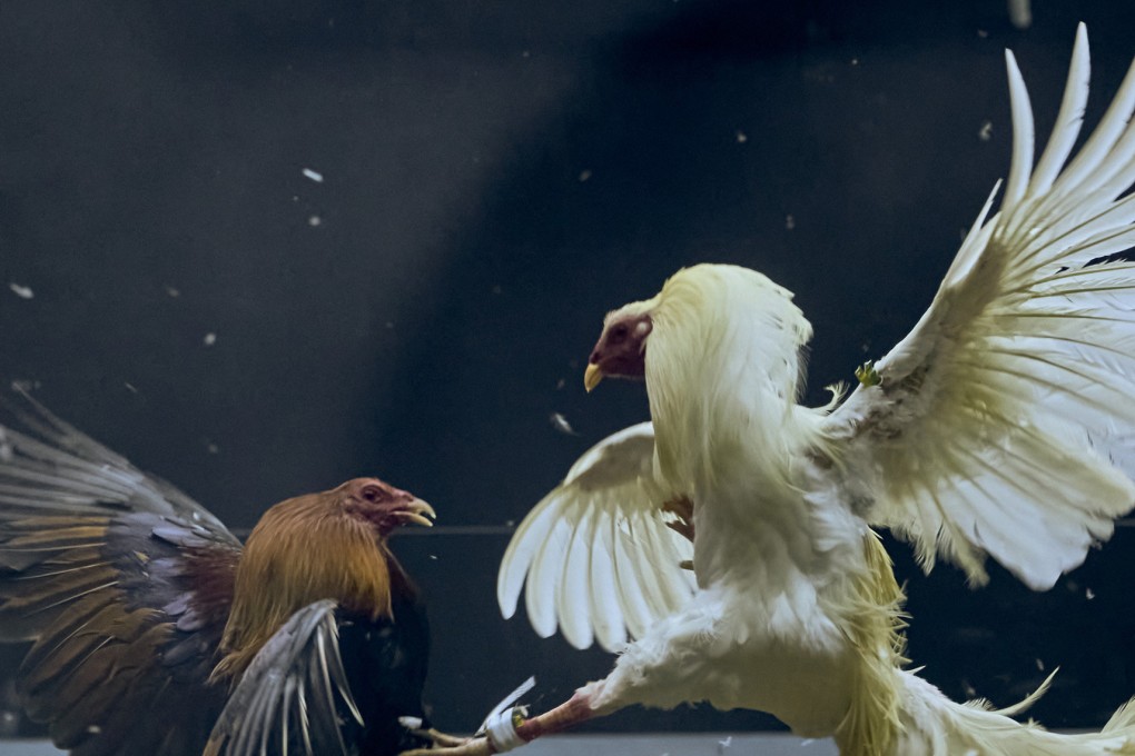 Roosters in a fight that was broadcast online from Sta Cruz, Laguna, south of Manila. Photo: TNS