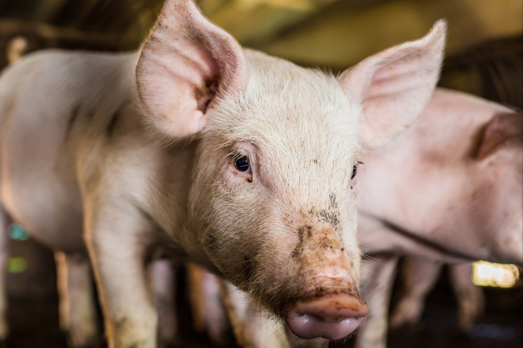 Japanese encephalitis cases have been detected in multiple Australian pork farms. Photo: Shutterstock
