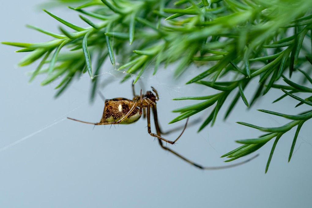 The spider can grow to as long as 8cm (3 inches). Photo: Dreamstime/TNS