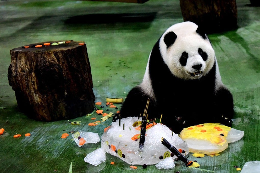 They all want cake. Giant panda Yuan Zai on her birthday at Taipei Zoo in July 6, 2019. Photo: Xinhua