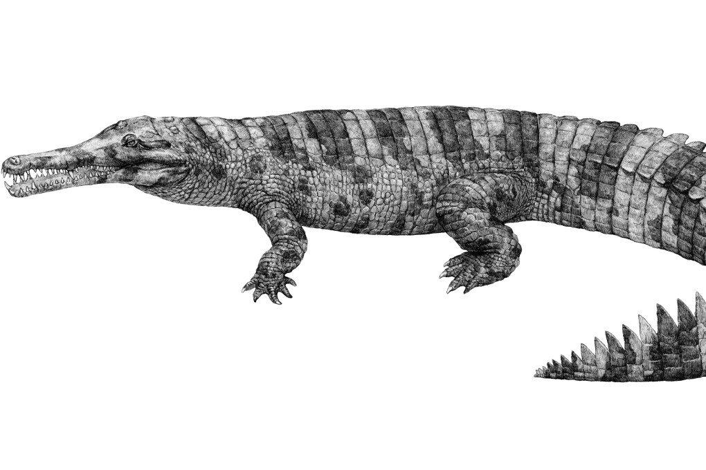 The Hanyusuchus sinensis is believed to have become extinct just a few hundred years ago. Photo: Hefei University of Technology