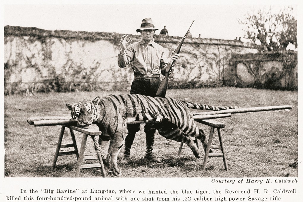 An image from the American Museum Journal of January 1919 of missionary Harry Caldwell with a South China tiger killed with one shot from his rifle. He knew more than anybody about the subspecies. Photo: courtesy of Harry R Caldwell