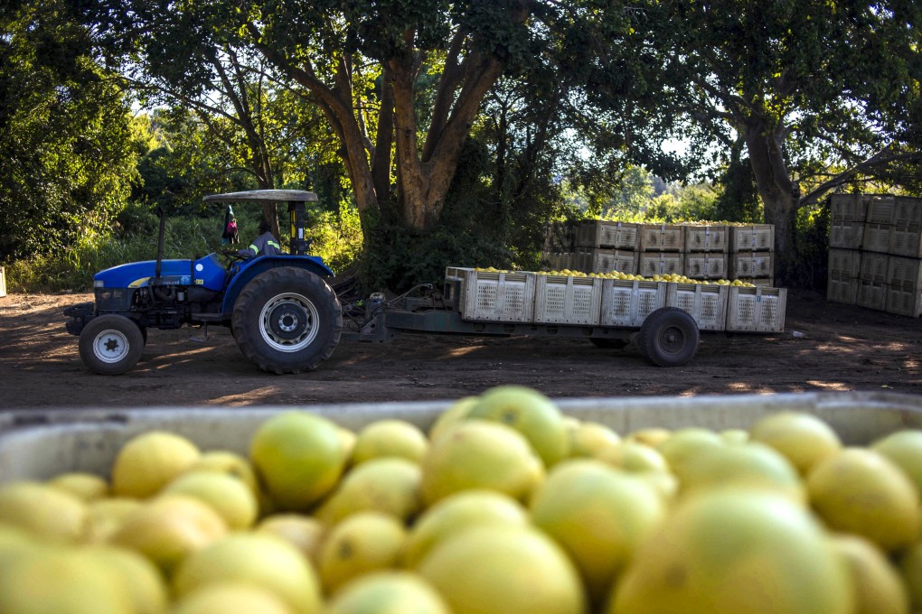 Regulations have been eased to facilitate the export of lemons from African nations to China. Photo: AFP