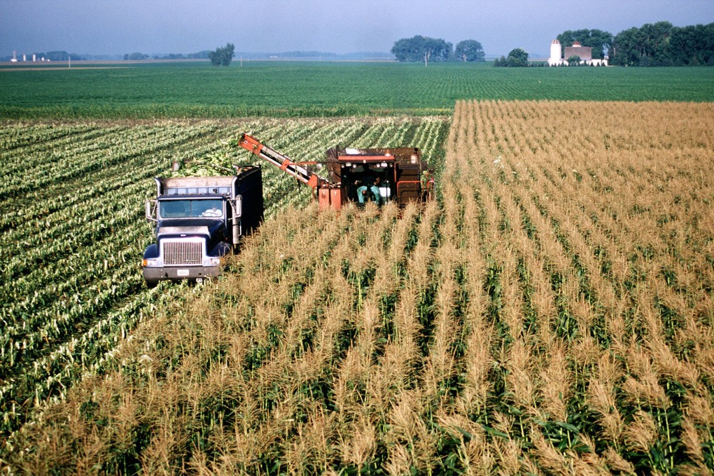 China scooped up 200,000 metric tonnes of corn last week for shipment in the season beginning September 1, according to the US Department of Agriculture. Photo: Chicago Tribune/TNS