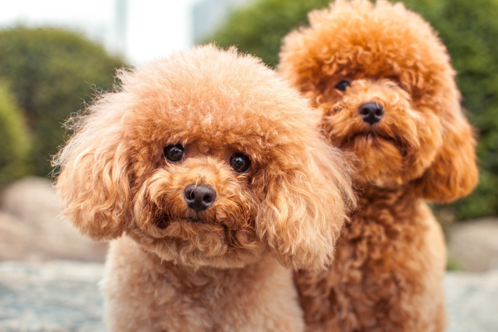 Poodles are back in the American Kennel Club’s top five most popular dog breeds for the first time in nearly a quarter of a century. Photo: Getty Images