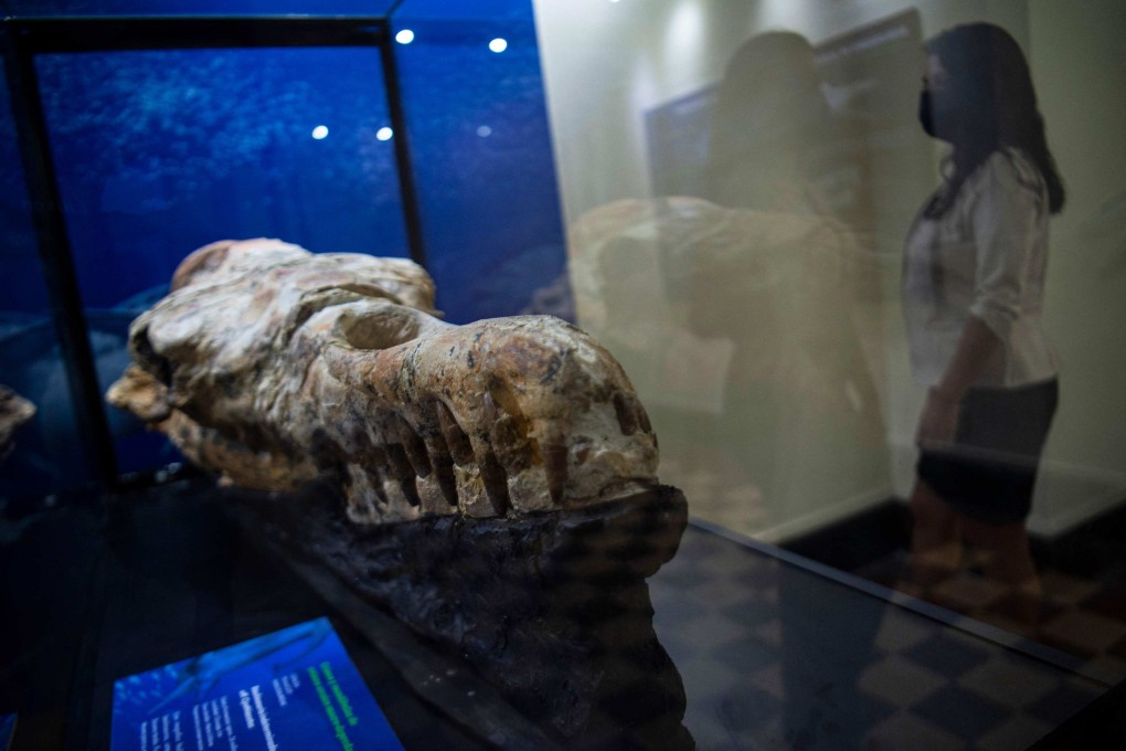 The fossil remains of a Basilosaurus skull found in Ocucaje, Peru at a museum in Lima on March 17. Photo: AFP