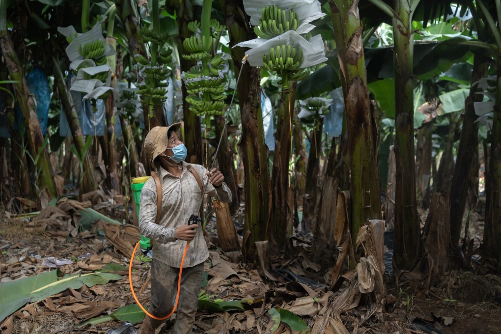 —ONE TIME USE ONLY—&#xA;&#xA;March 5, 2022 - Longmate Banana Plantation, Kampot Province (Cambodia) A worker sprays a mixture of fertiliser and pesticides on banana trees. He started working at the plantation 3 years ago and initially developed lingering nausea and stomach aches, blaming the use of the chemicals he sprays. Over the last 3 years, he says he has gotten used to the spraying and no longer gets sick. &#xA;&#xA;CREDIT: Andy Ball