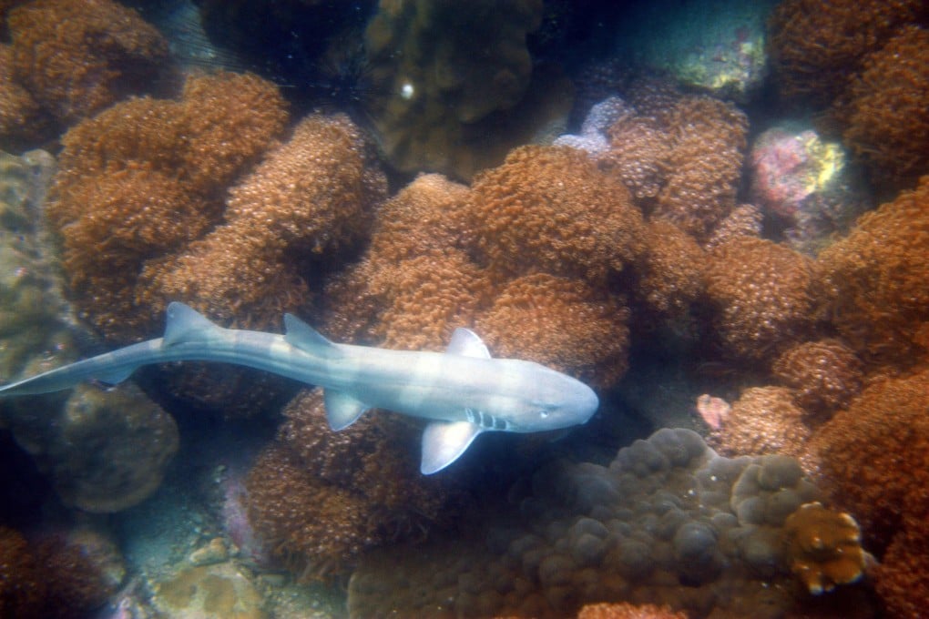 A baby bamboo shark swimming over a coral reef following its release into the sea in Thailand. Photo: AFP