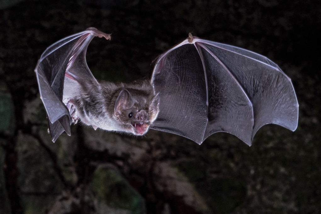 A vampire bat in flight. Photo: Sherri and Brock Fenton/AAAS via AP
