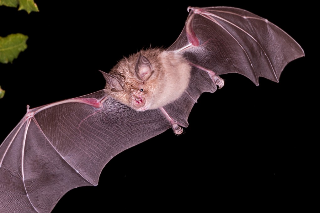 Researchers hope to more clearly define horseshoe bats as a key step on the path to tracing the origins of the new coronavirus. Photo: Shutterstock