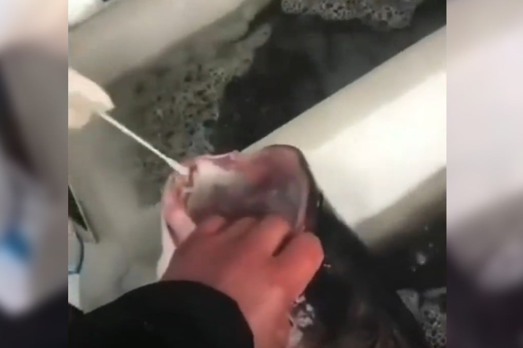 A viral video in China showed a Covid-19 pandemic worker performing a PCR test on a live fish. Photo: Douyin