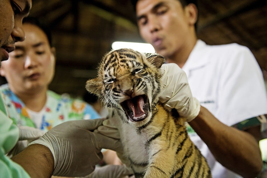 Illegal purchases of wildlife online, such as tigers, are growing in Myanmar. Photo: AP