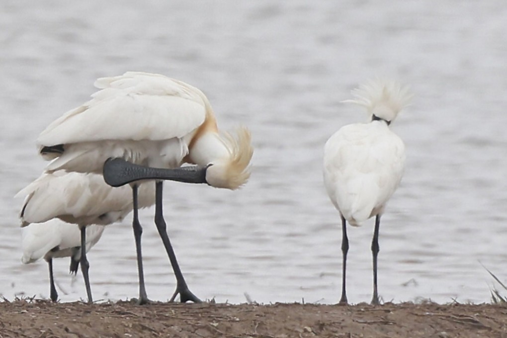 The global population of black-faced spoonbills has reached an all-time high of more than 6,000 for the first time. Photo: May Tse