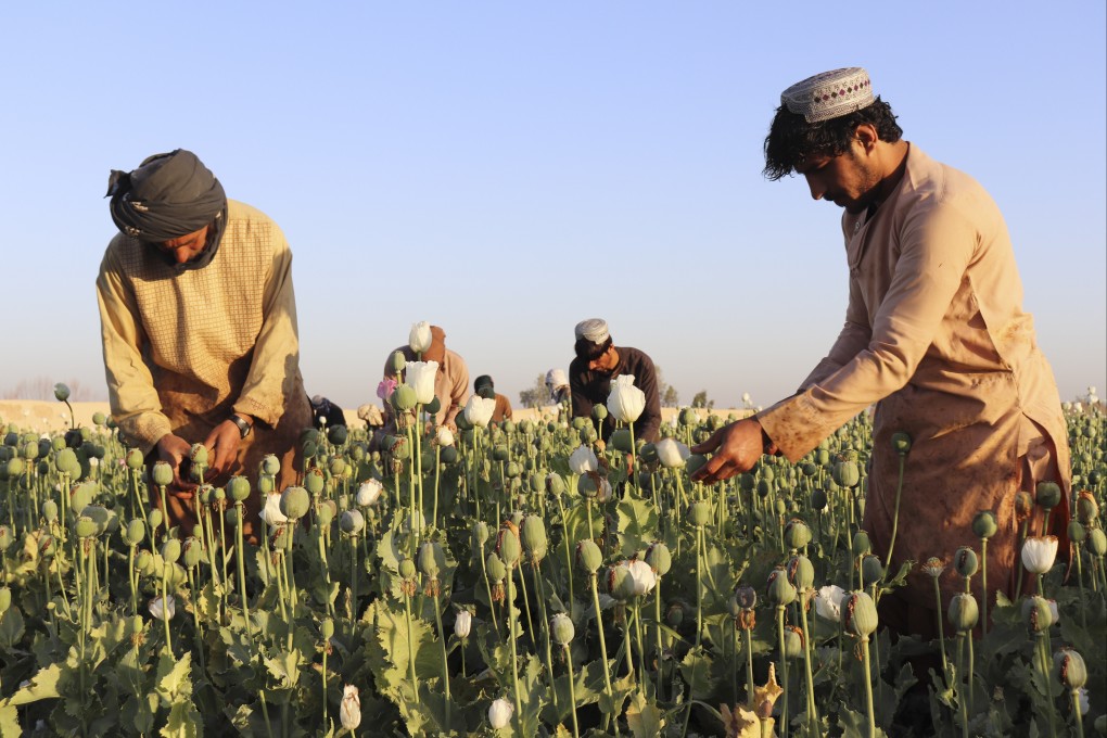 Afghan farmers harvest poppy in Helmand province. Photo: AP