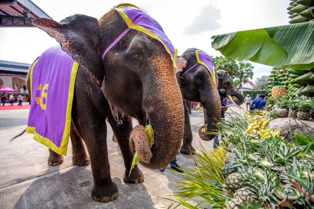 Elephants in Thailand have been eating plastic.