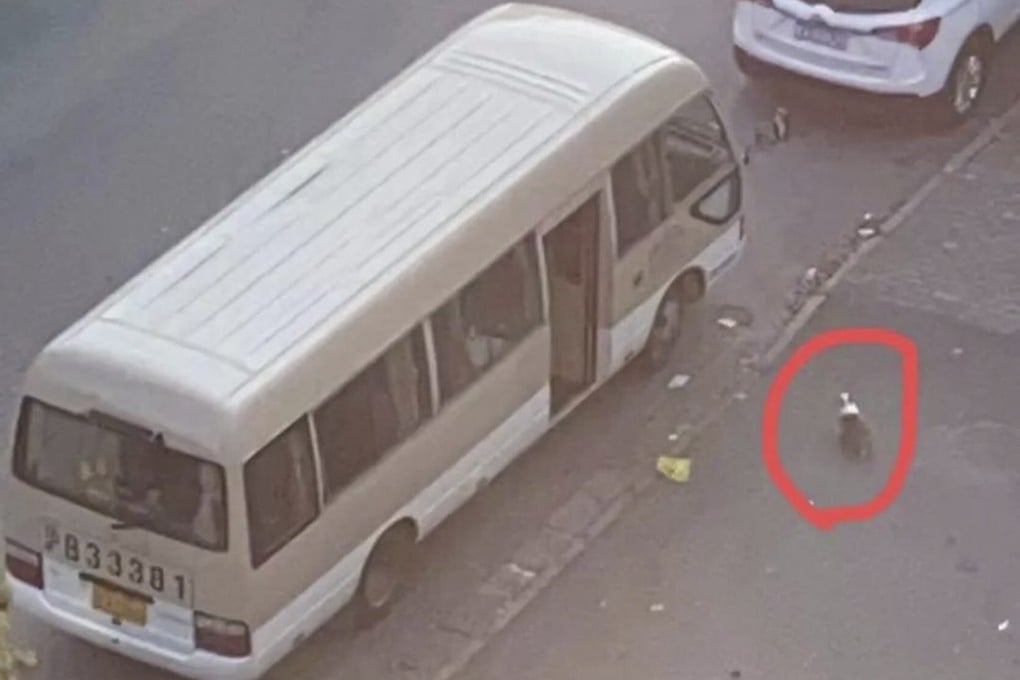 A video of a pandemic worker beating a corgi to death by a Covid-19 pandemic worker went viral in China. Photo: Weibo