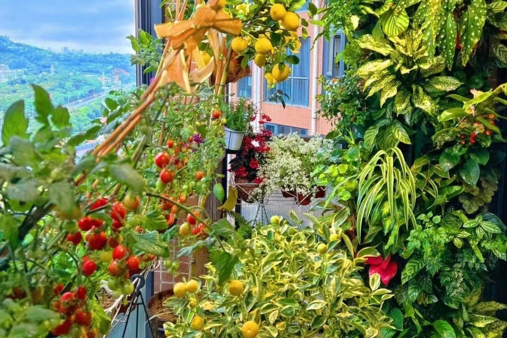 For Chinese people stuck in lockdowns, rooftop gardens have provided food and mental health relief. Photo: Zhong Liu