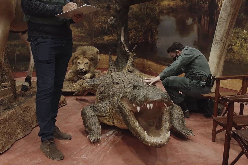 Spanish civil guards inspect stuffed animals seized in Betera, Valencia. Photo: AFP