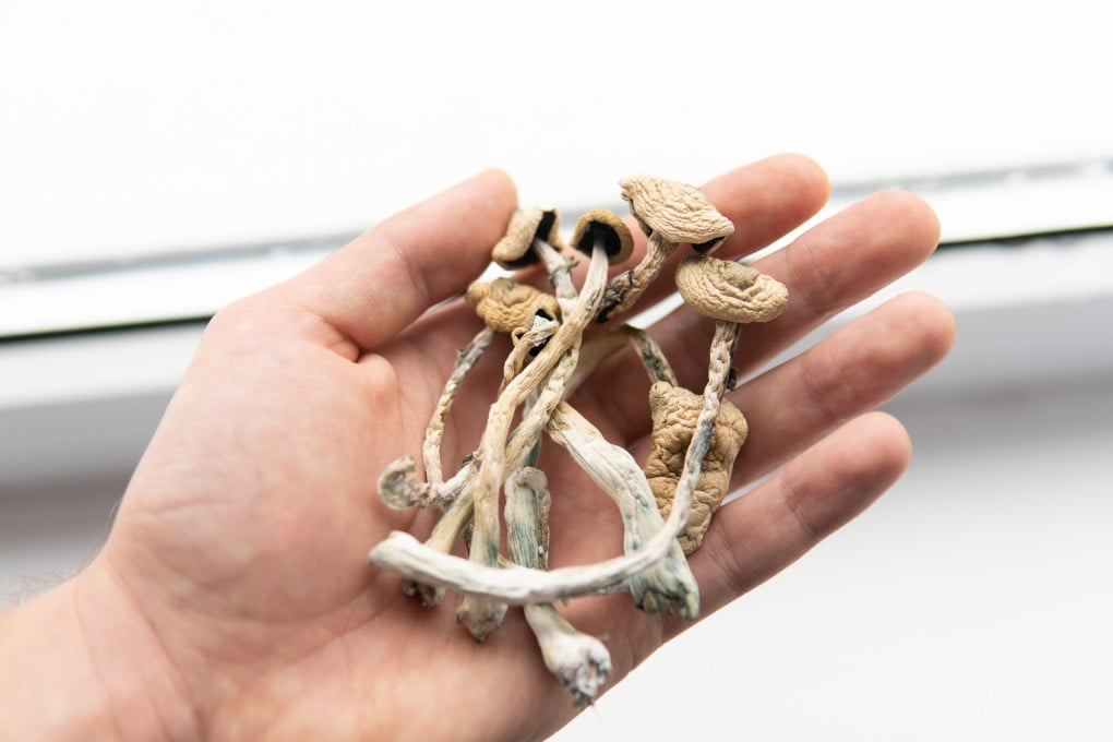 ‘Magic mushrooms’ containing the hallucinogen psilocybin could have protective benefits against opioid addiction, researchers have found. Photo: Shutterstock