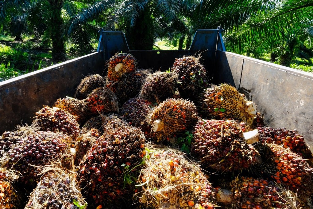 Harvested oil palm fruits are loaded into a trailer at a plantation in Kapar, Selangor, Malaysia. Exports of palm oil have increased as supplies of other cooking oils have been affected by Russia’s invasion of Ukraine. Photo: Bloomberg
